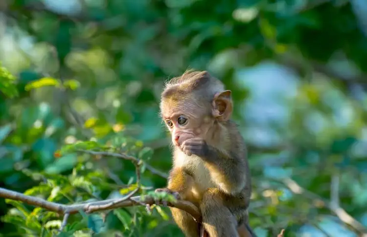 slow-travel-sri-lanka