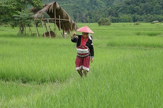 coeur-triangle-or-trek-pays-shan