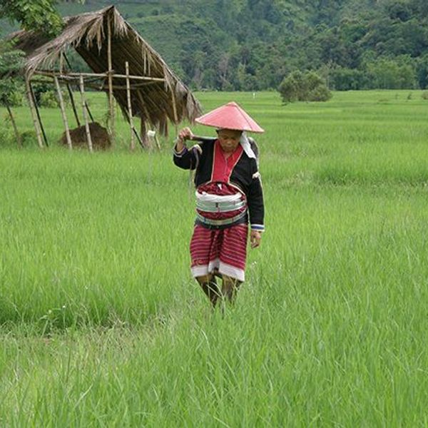 coeur-triangle-or-trek-pays-shan