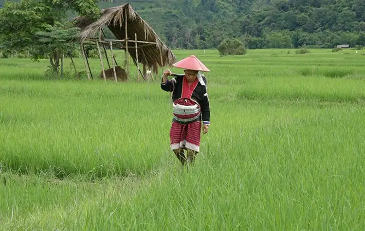 coeur-triangle-or-trek-pays-shan