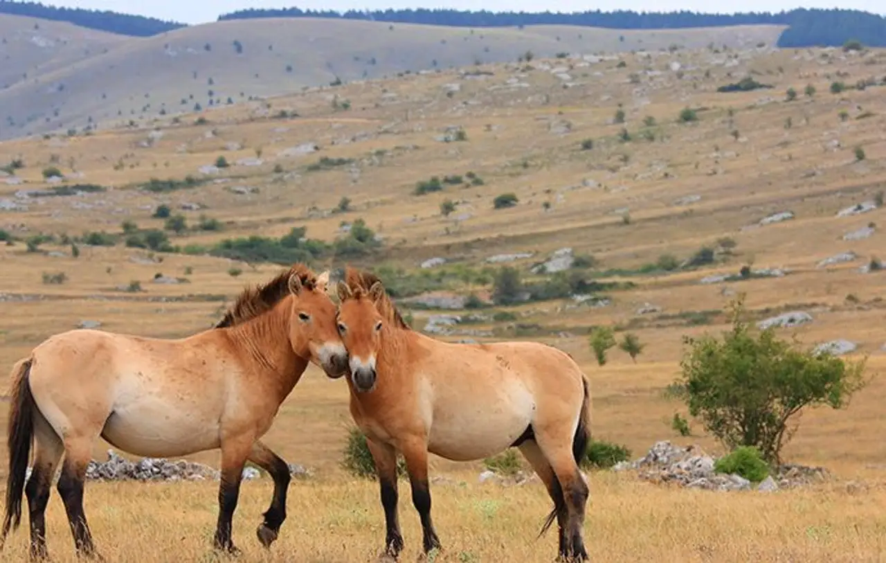 grand-tour-mongolie