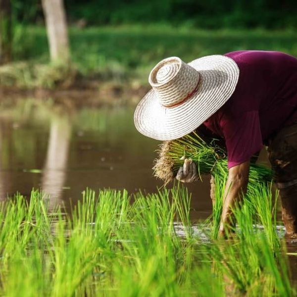 rencontres-laotiennes