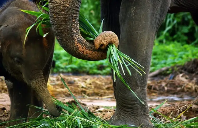 rencontres-laotiennes