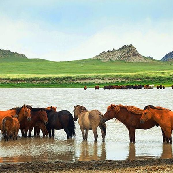 grand-tour-mongolie