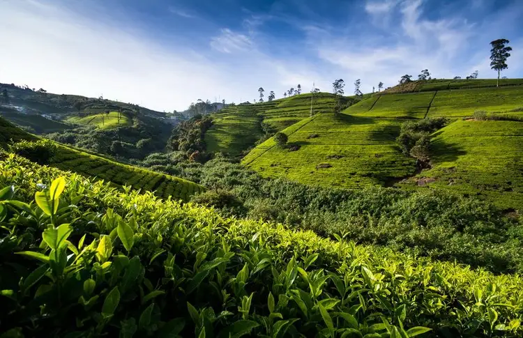 discover-the-charms-of-sri-lanka