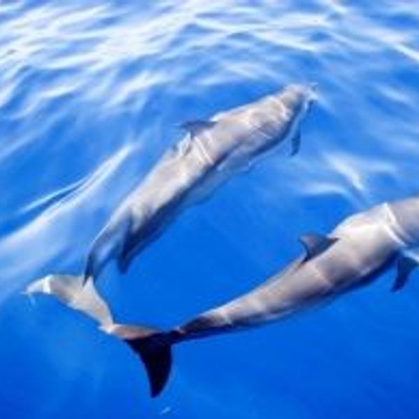 martinique-sur-la-route-du-rhum