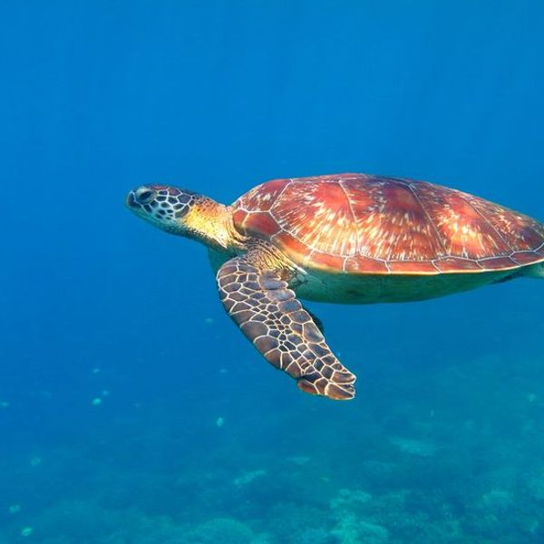 trek-farniente-philippines