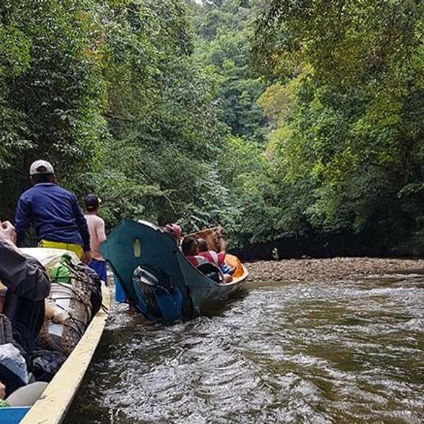 safari-vie-sauvage-borneo