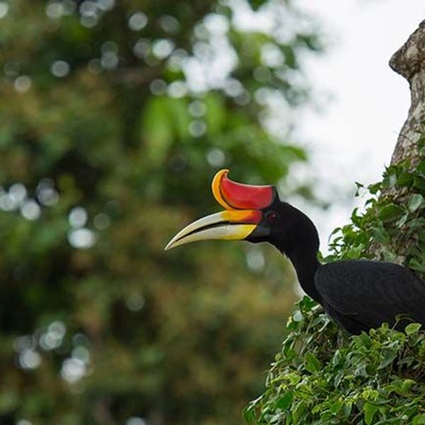 safari-vie-sauvage-borneo