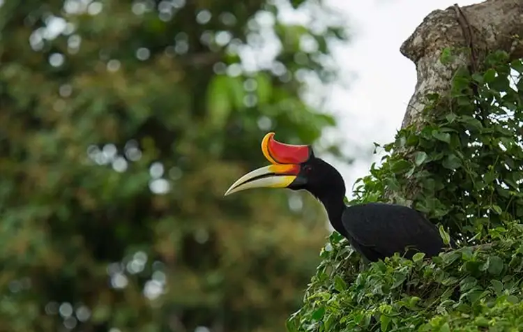 safari-vie-sauvage-borneo