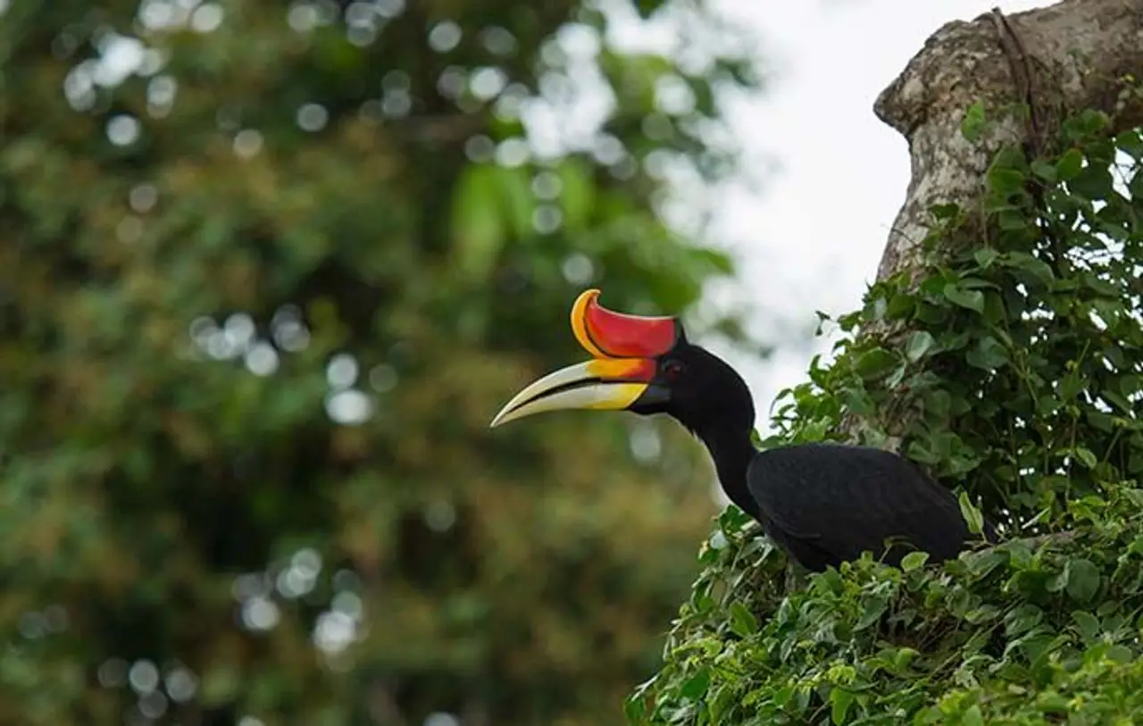 safari-vie-sauvage-borneo