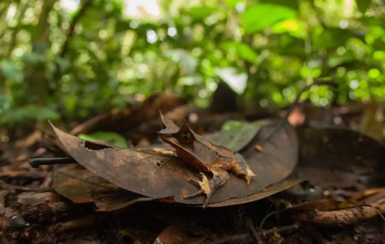 safari-vie-sauvage-borneo