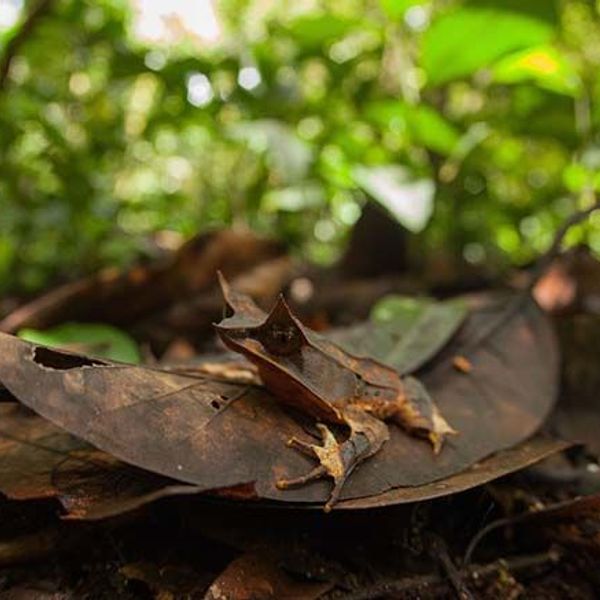 safari-vie-sauvage-borneo