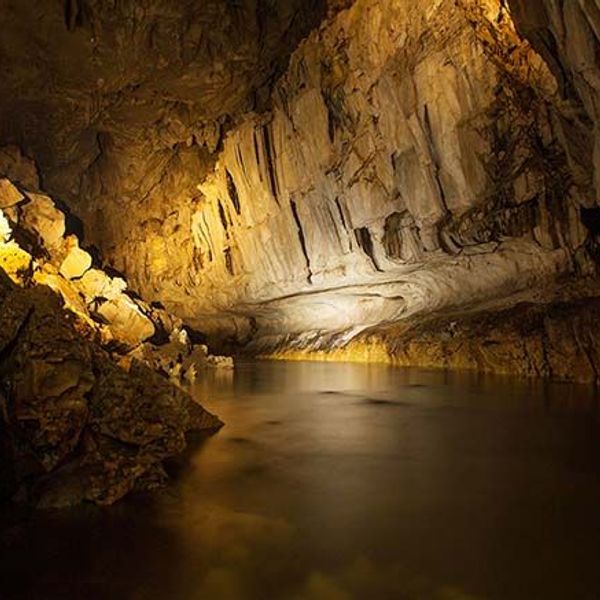 safari-vie-sauvage-borneo