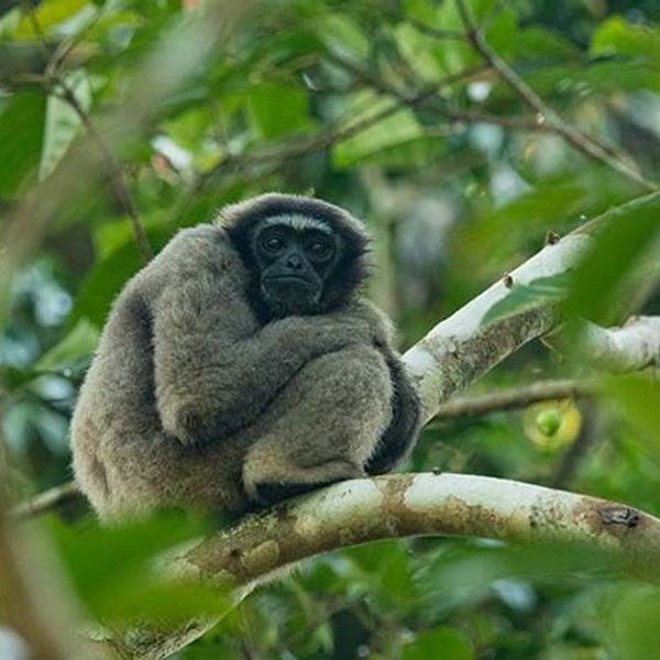 safari-vie-sauvage-borneo