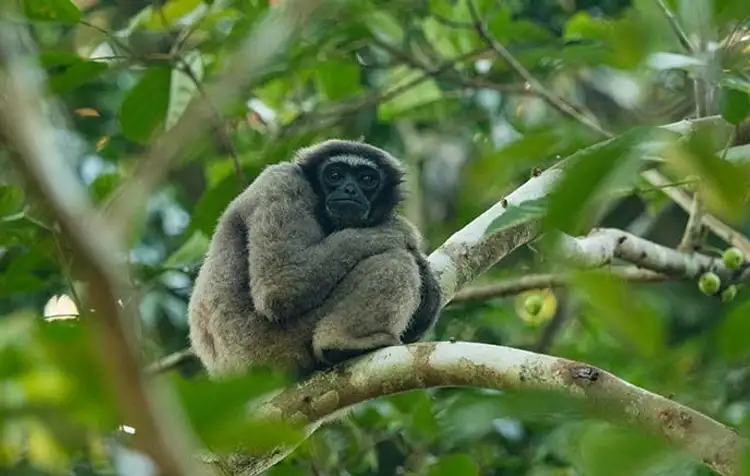 safari-vie-sauvage-borneo
