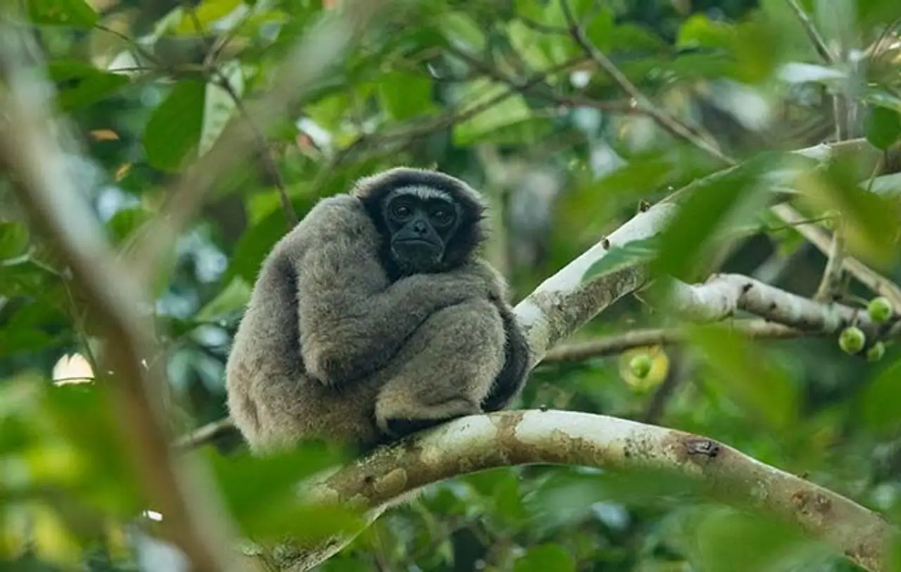 safari-vie-sauvage-borneo