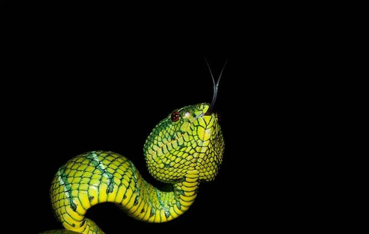 safari-vie-sauvage-borneo