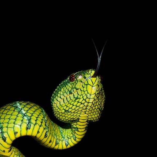 safari-vie-sauvage-borneo