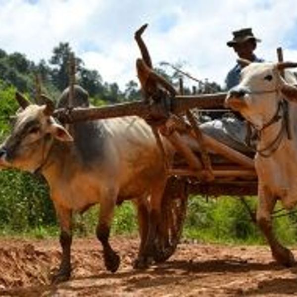 tribus-pagodes-cites-myanmar