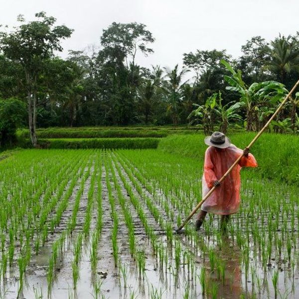 bali-in-the-heart-of-nature