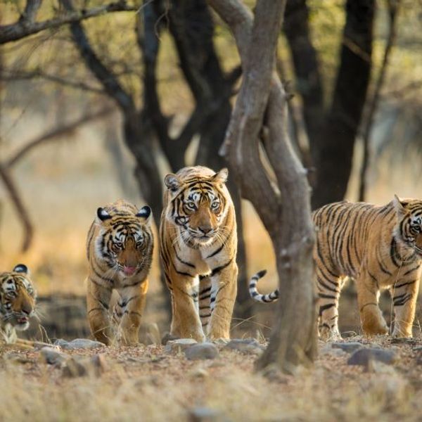 rajasthan-forts-villages-et-cites