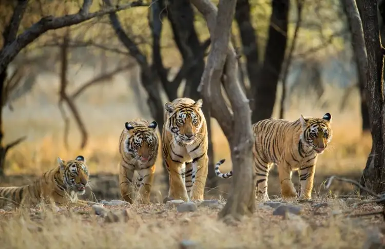 rajasthan-forts-villages-et-cites