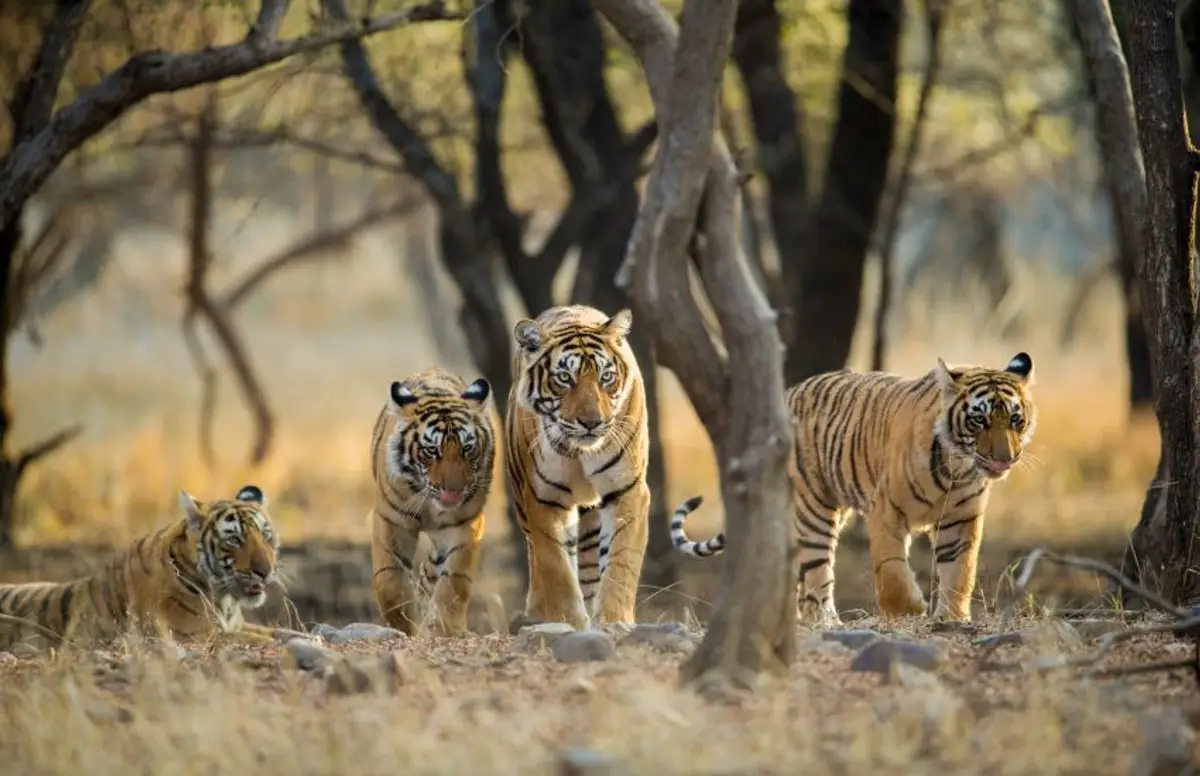 rajasthan-forts-villages-et-cites