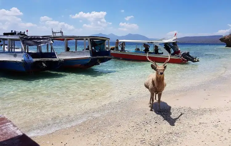 north-bali-menjangan-getaway