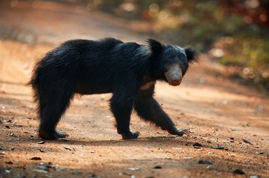 ceylon-nature-and-wildlife