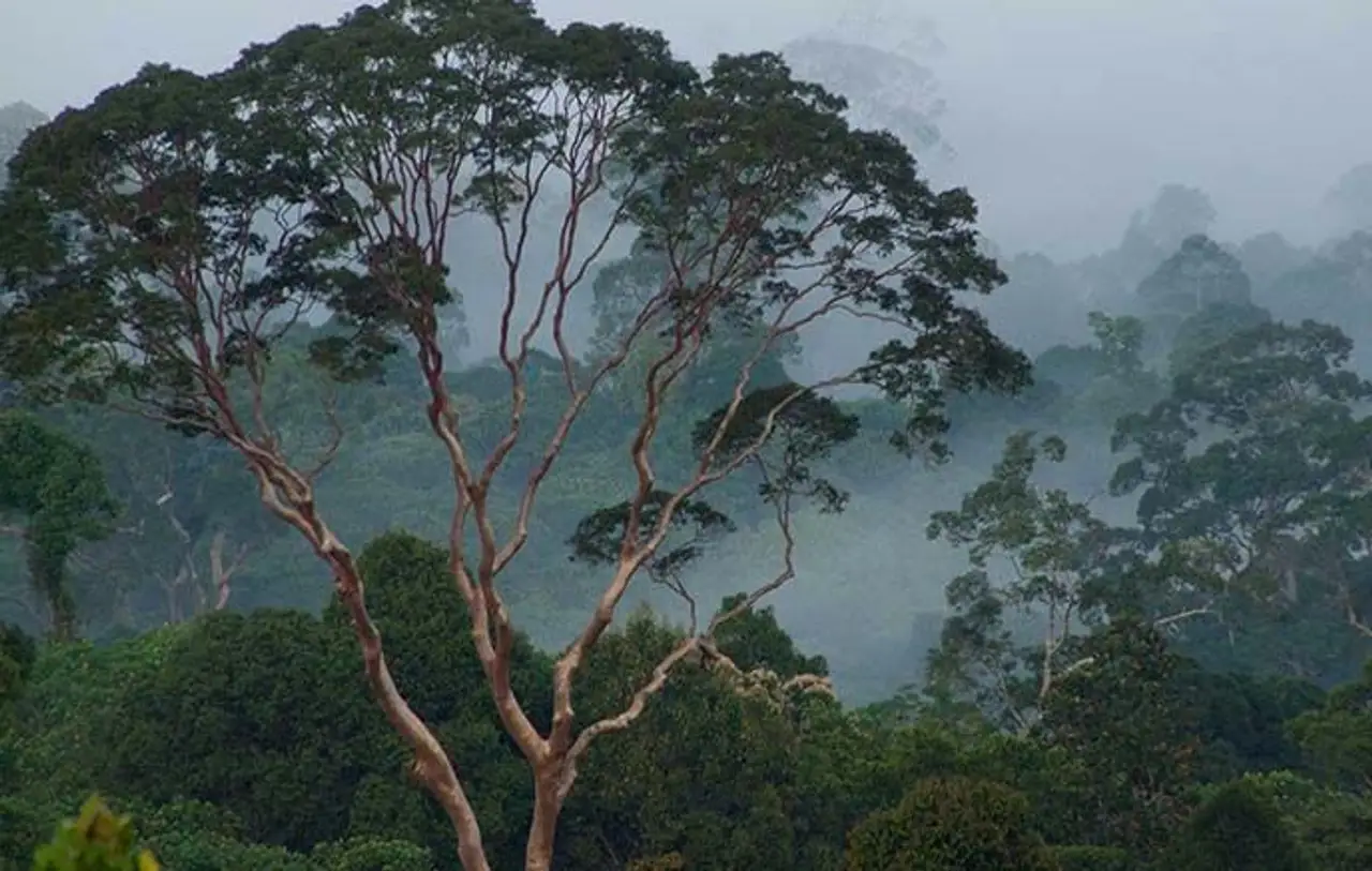 safari-vie-sauvage-borneo