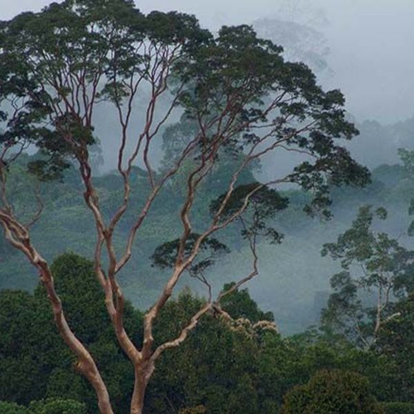 safari-vie-sauvage-borneo