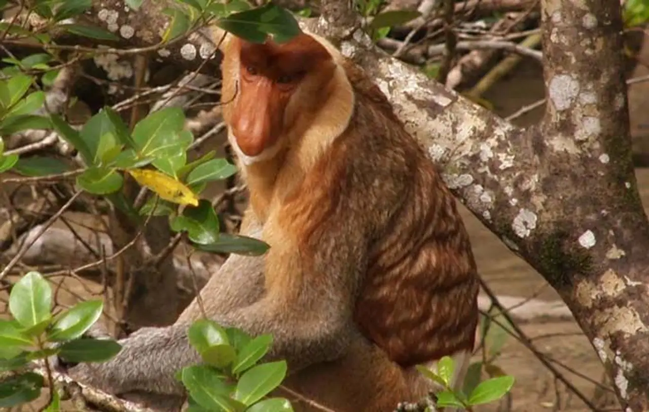safari-vie-sauvage-borneo