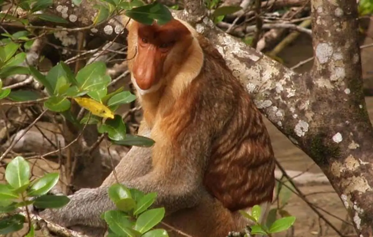 safari-vie-sauvage-borneo