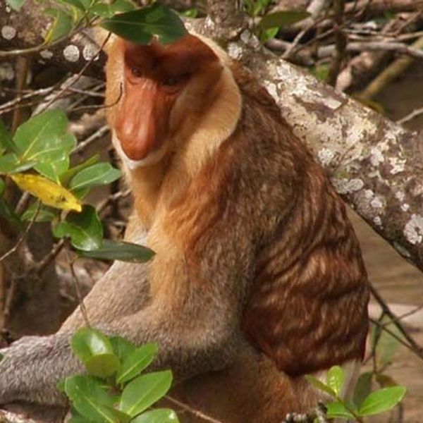 safari-vie-sauvage-borneo