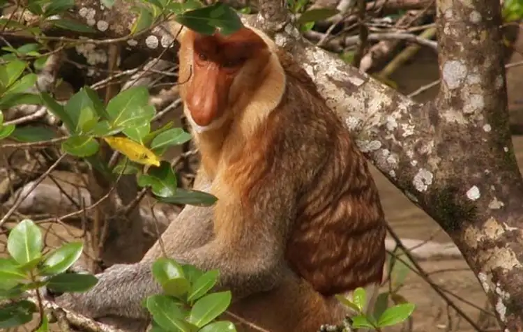 safari-vie-sauvage-borneo