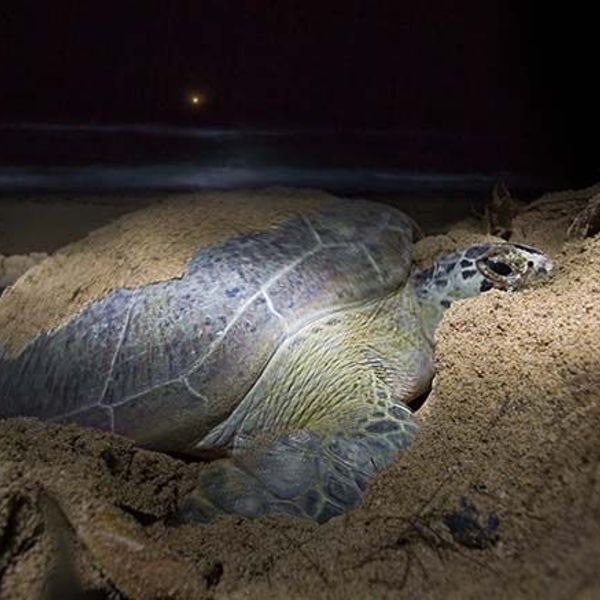 safari-vie-sauvage-borneo