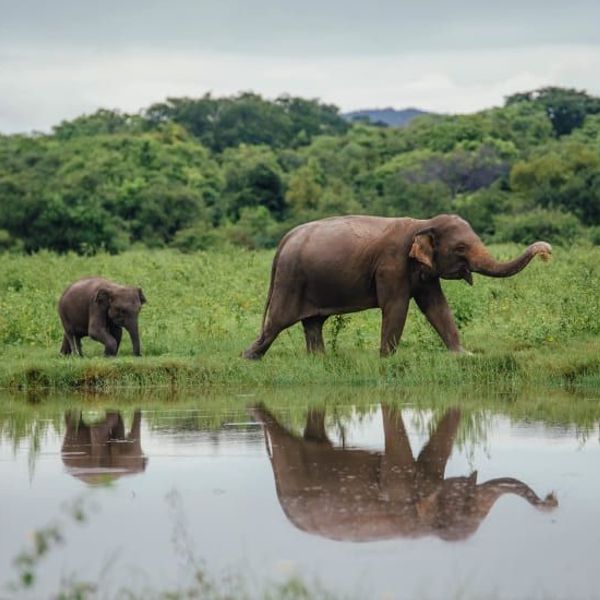 inde-du-sud-au-sri-lanka