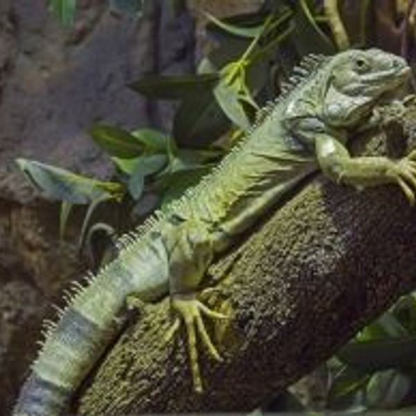 martinique-sur-la-route-du-rhum