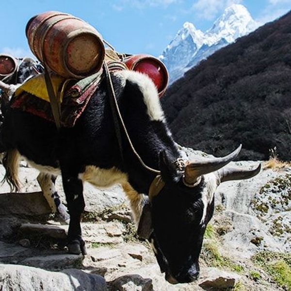 trek-pays-tamang-sherpa