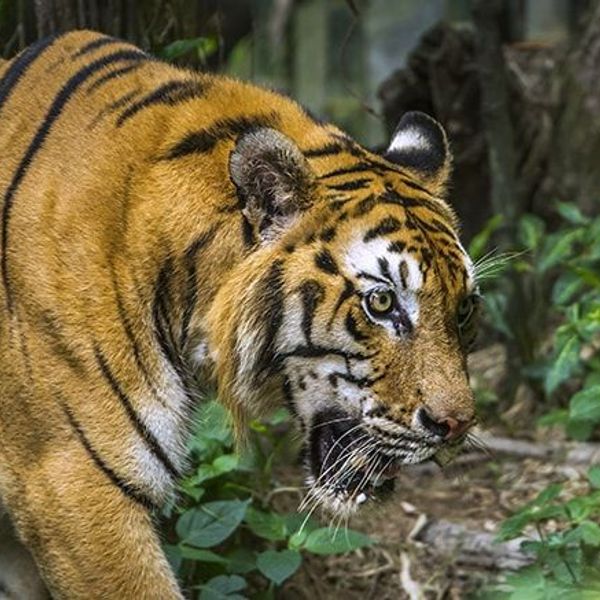 between-nepal-and-bhutan