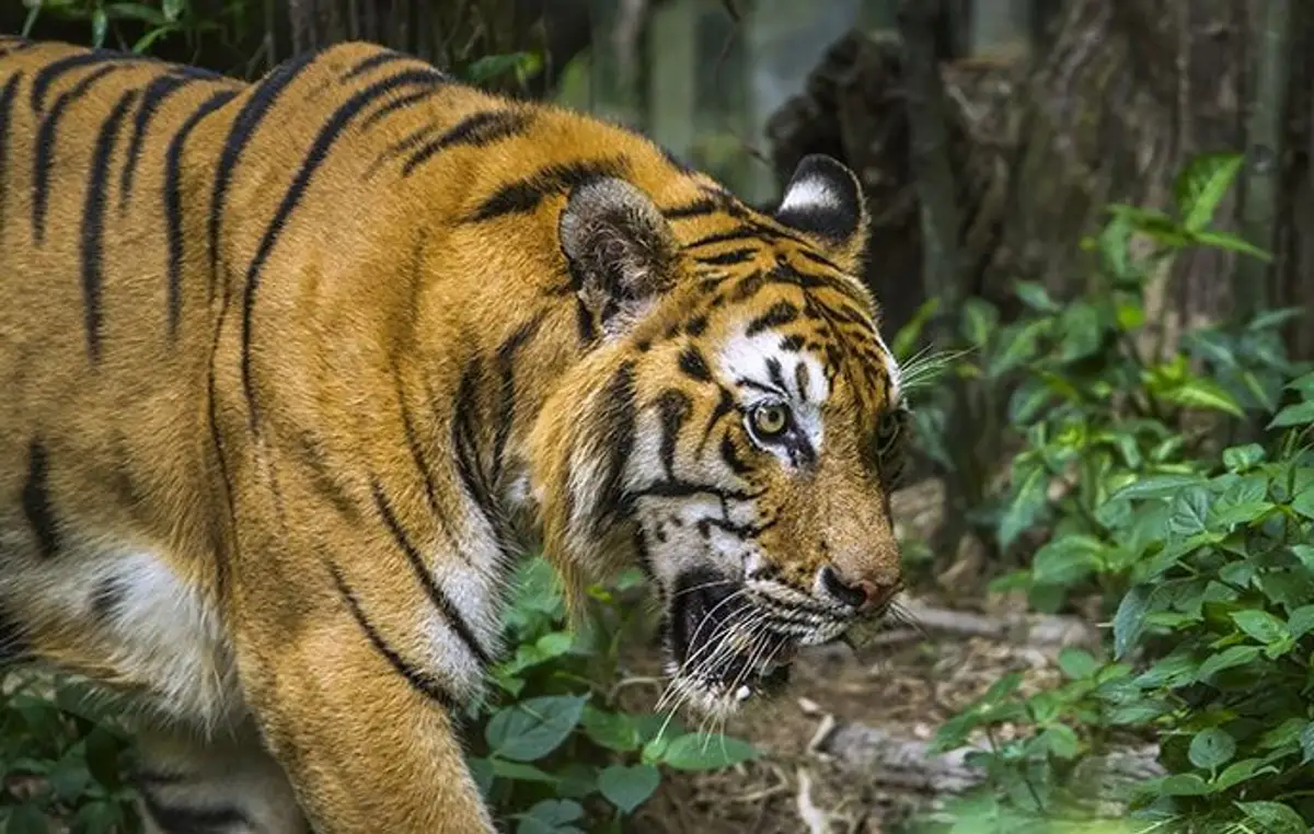 between-nepal-and-bhutan