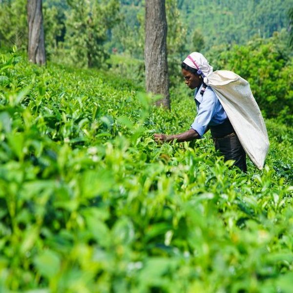 sri-lanka-in-all-its-glory