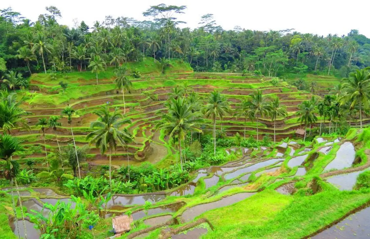 immersion-bali