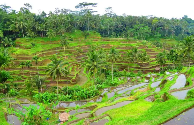 immersion-bali