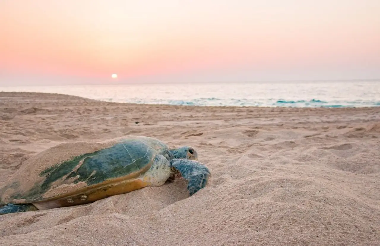 famille-oman