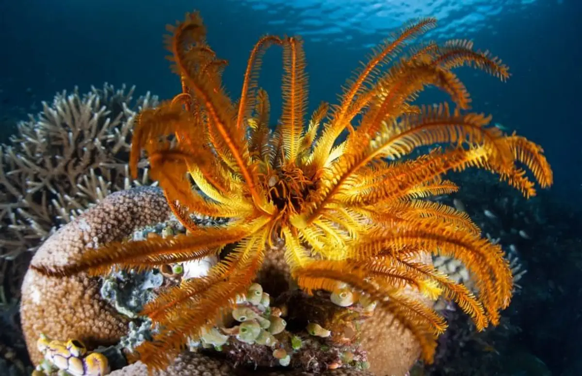 croisiere-raja-ampat