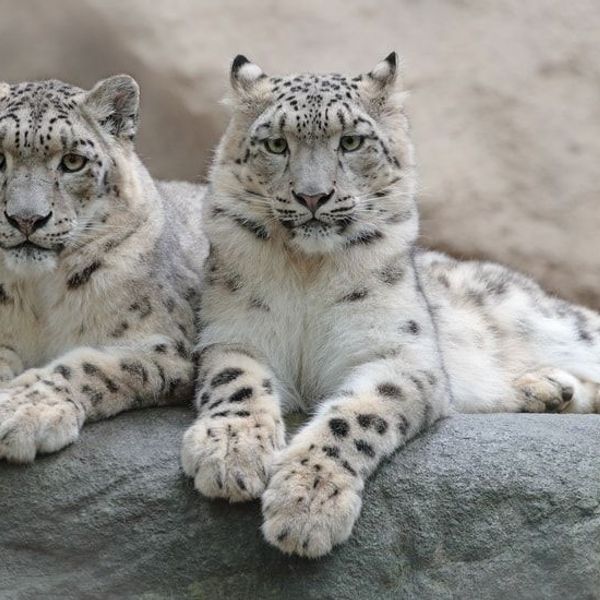 in-the-heart-zanskar