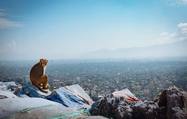 mustang-the-forbidden-kingdom