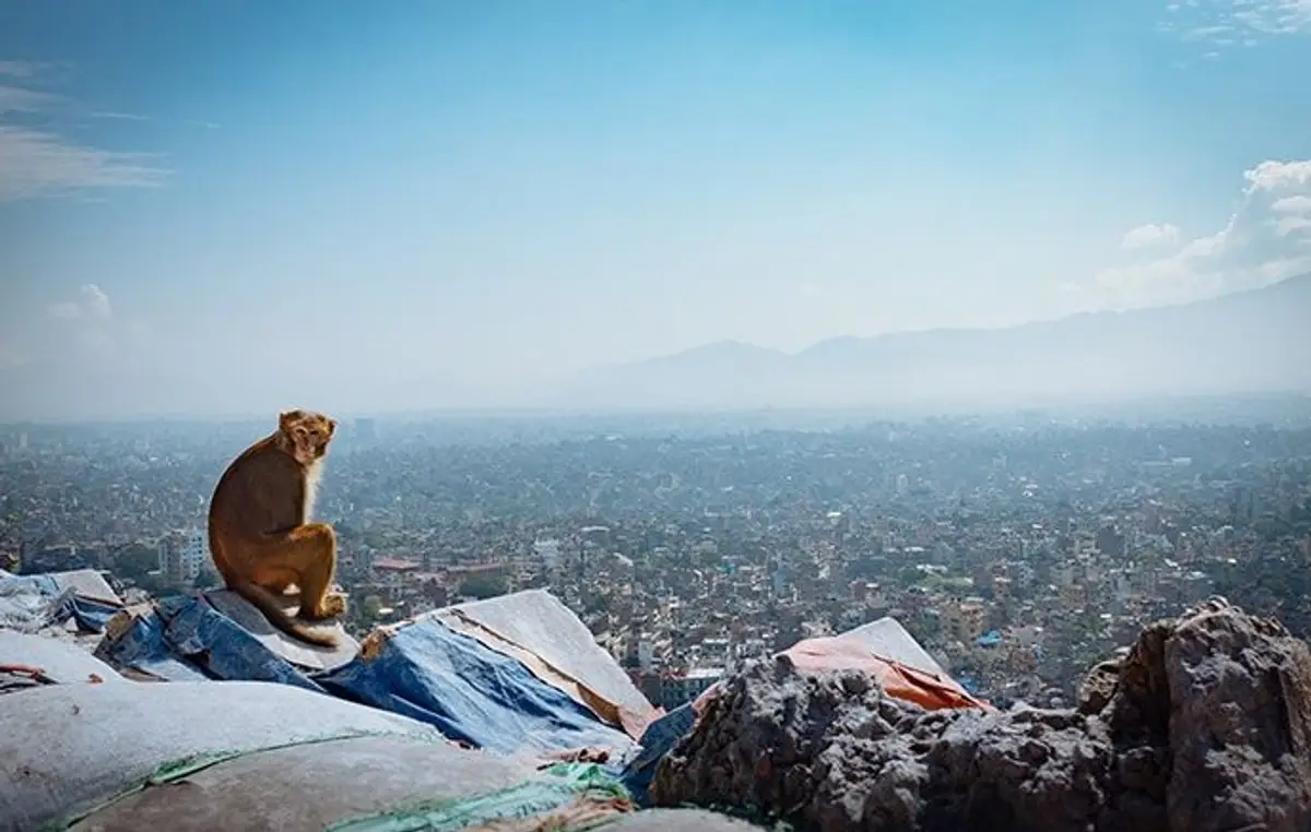mustang-the-forbidden-kingdom